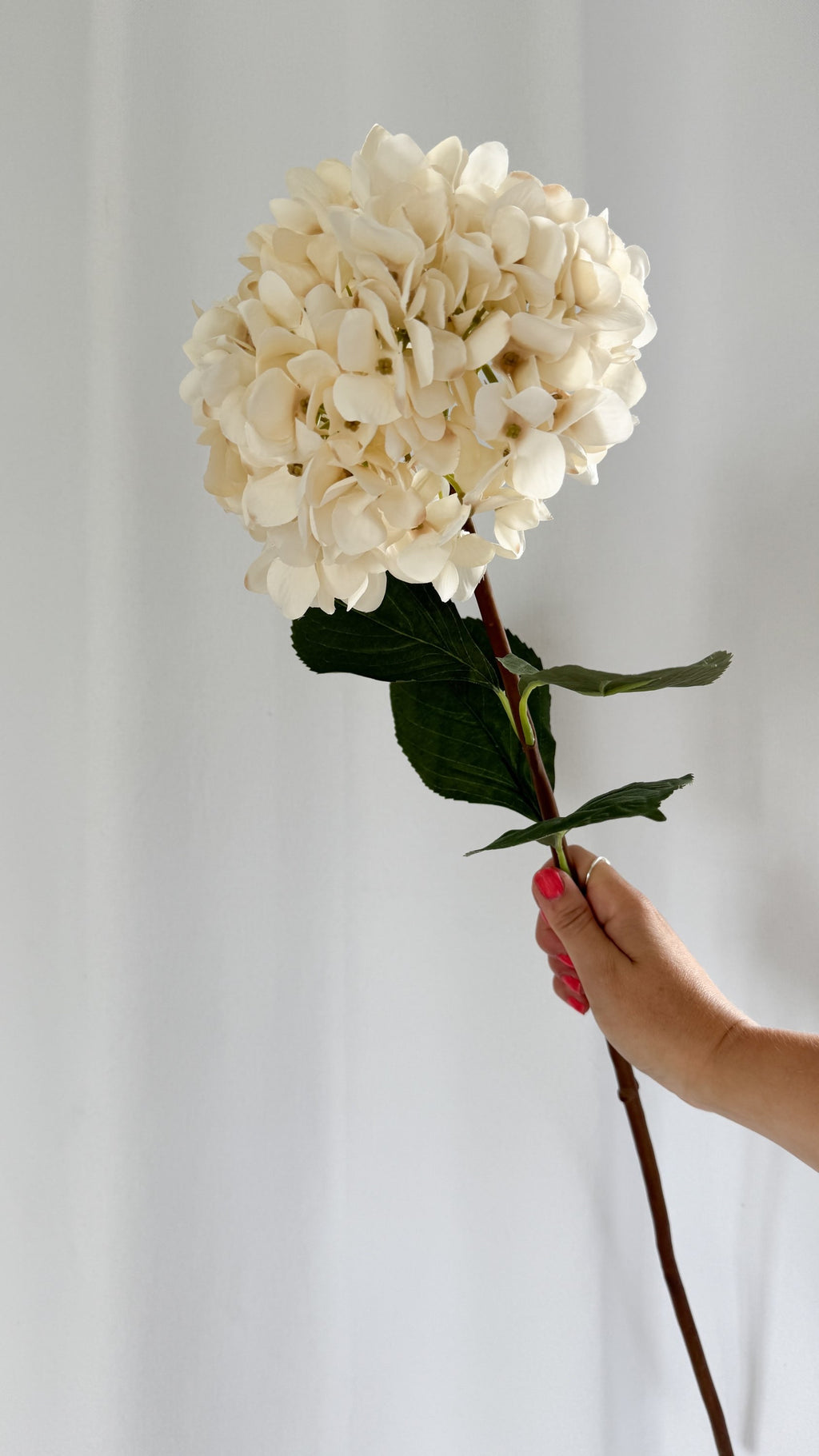 Cream Hydrangea stem