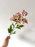 Mauve hellebore stem