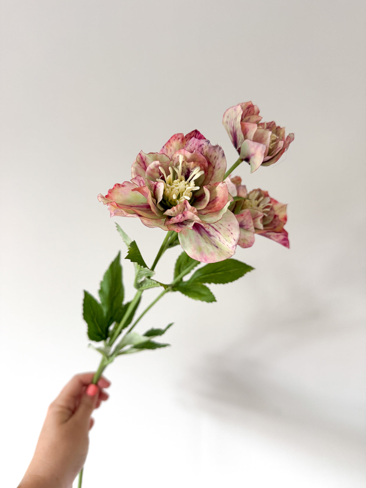 Mauve hellebore stem