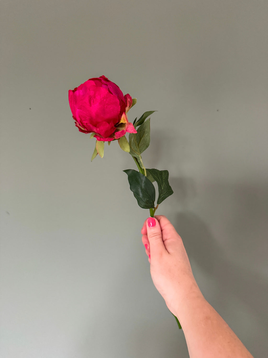 Deep pink hybrid peony bud stem