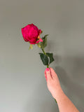 Deep pink hybrid peony bud stem
