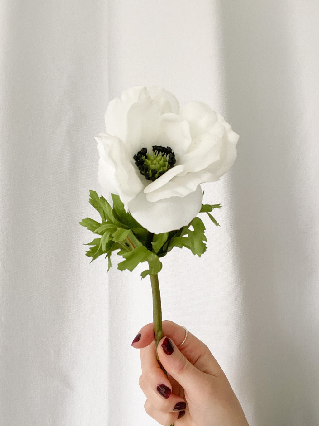 Anemone Stem