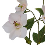 Apricot Hellebore Stem