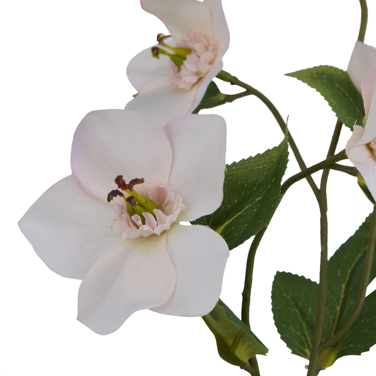Apricot Hellebore Stem