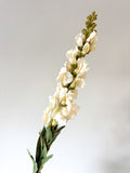 Cream snapdragon stem