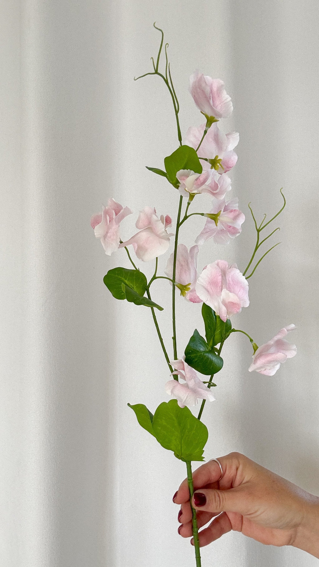 Pink sweetpea stem