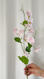 Pink sweetpea stem