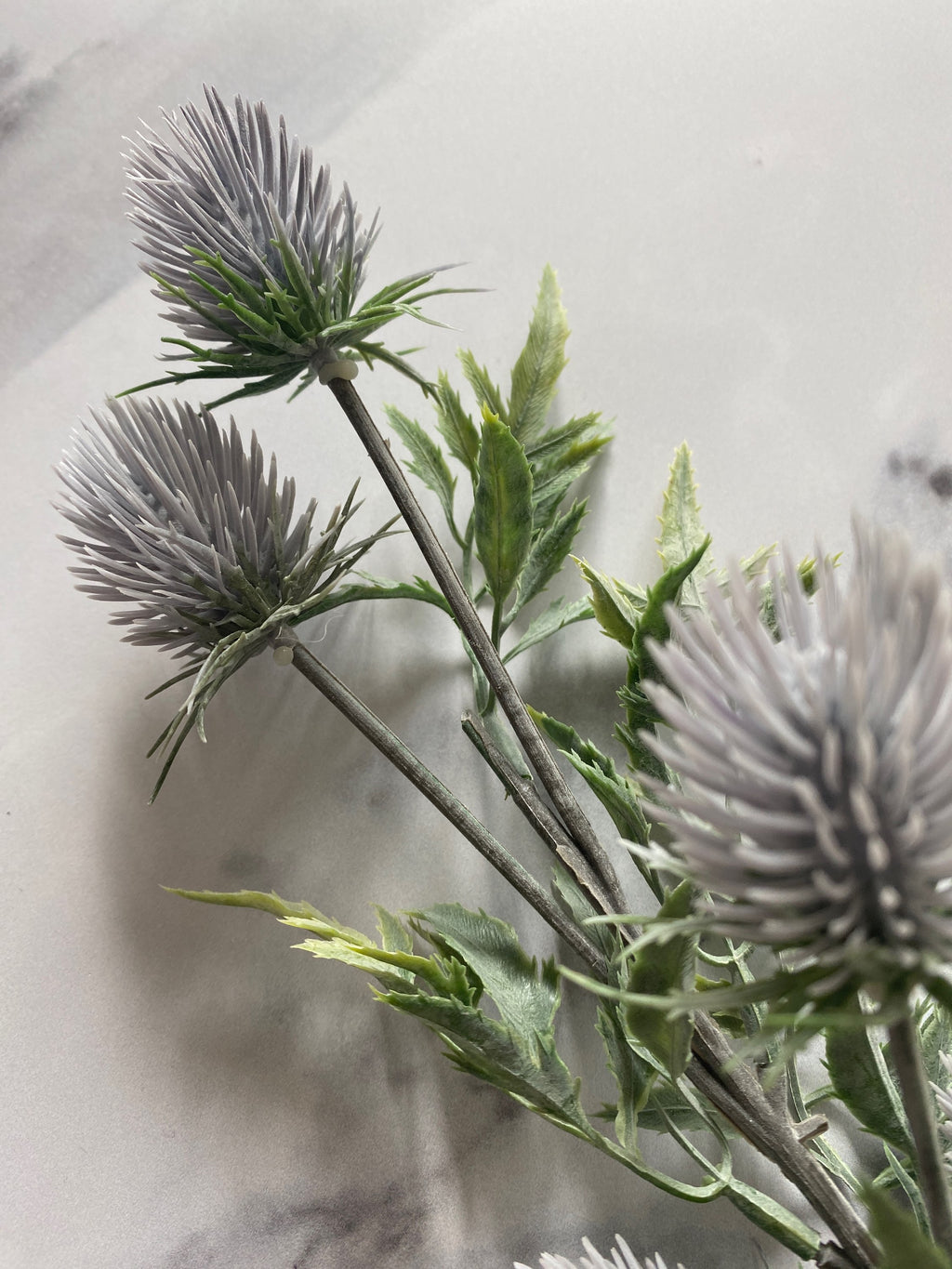 Blue thistle stem