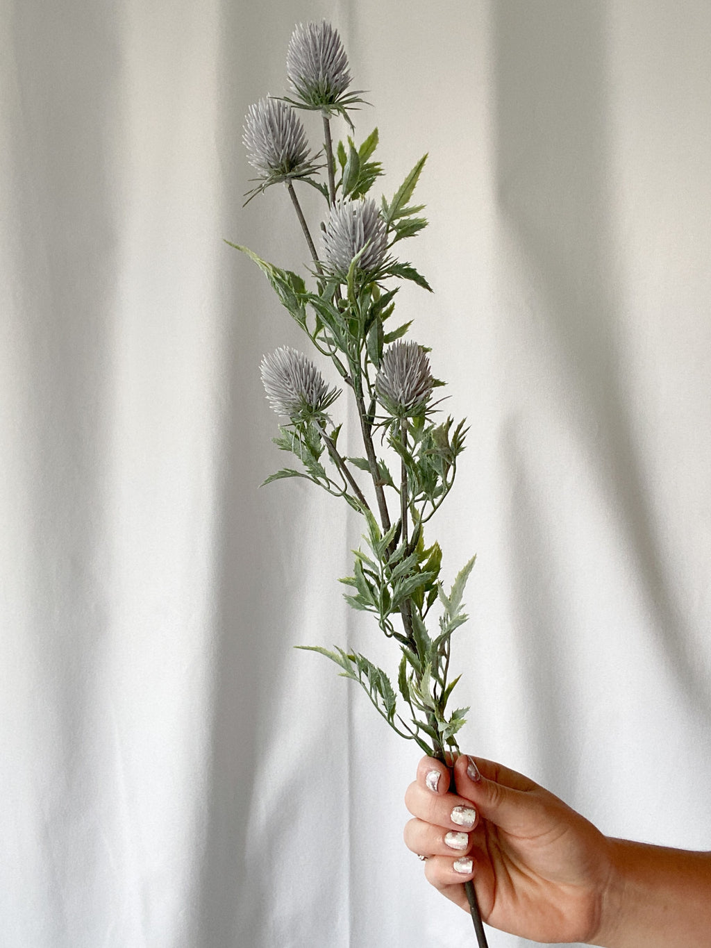 Blue thistle stem