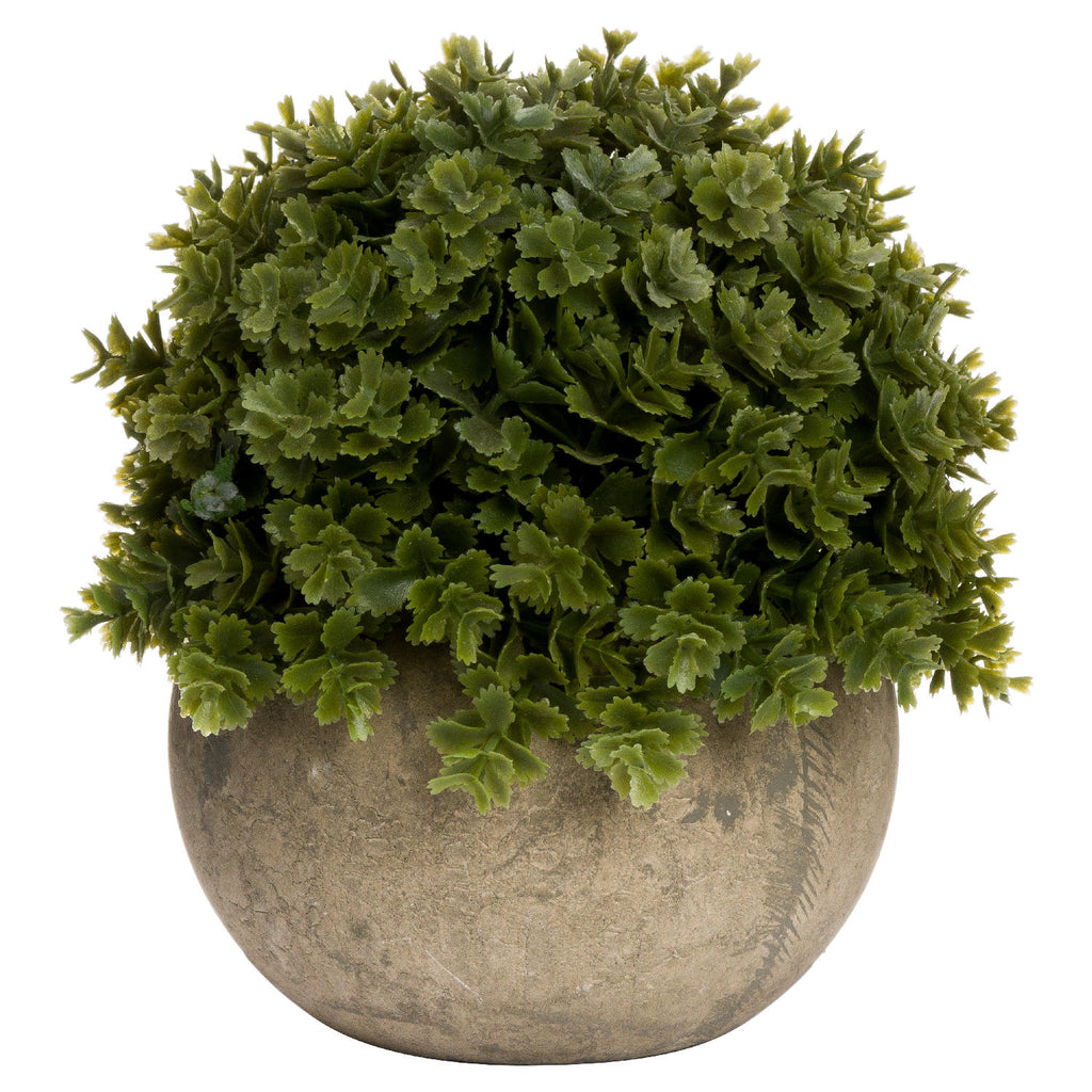 Veronica plant in stone pot