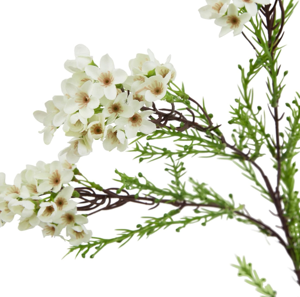 White waxflower stem