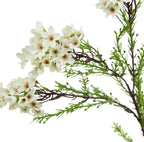 White waxflower stem