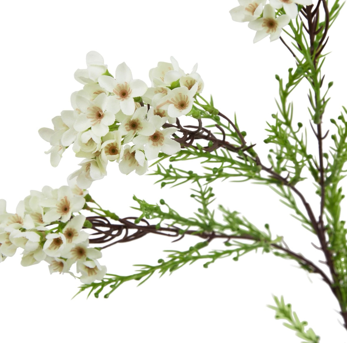 White waxflower stem