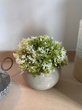 White plant in stone pot