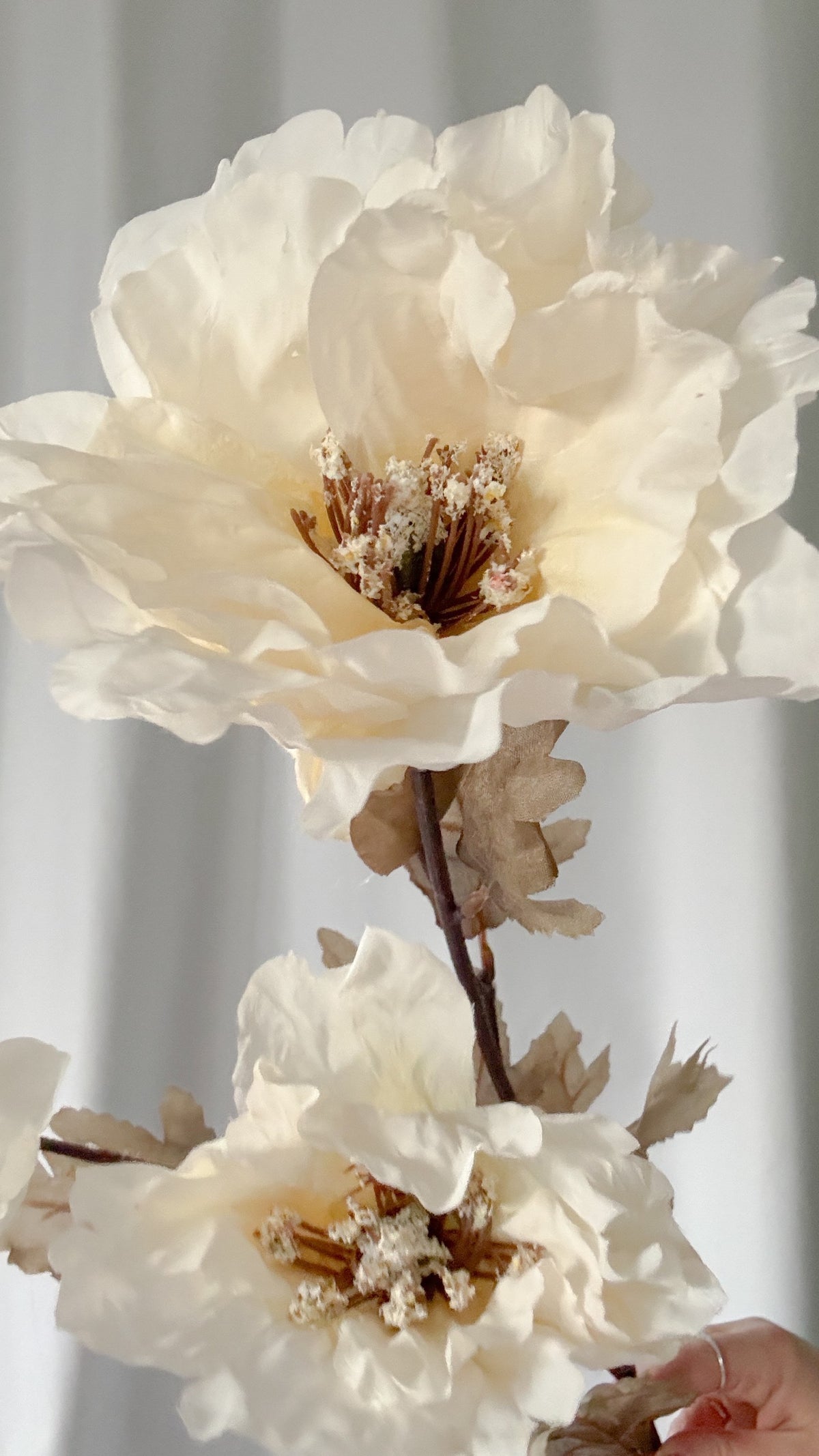 Neutral poppy stem