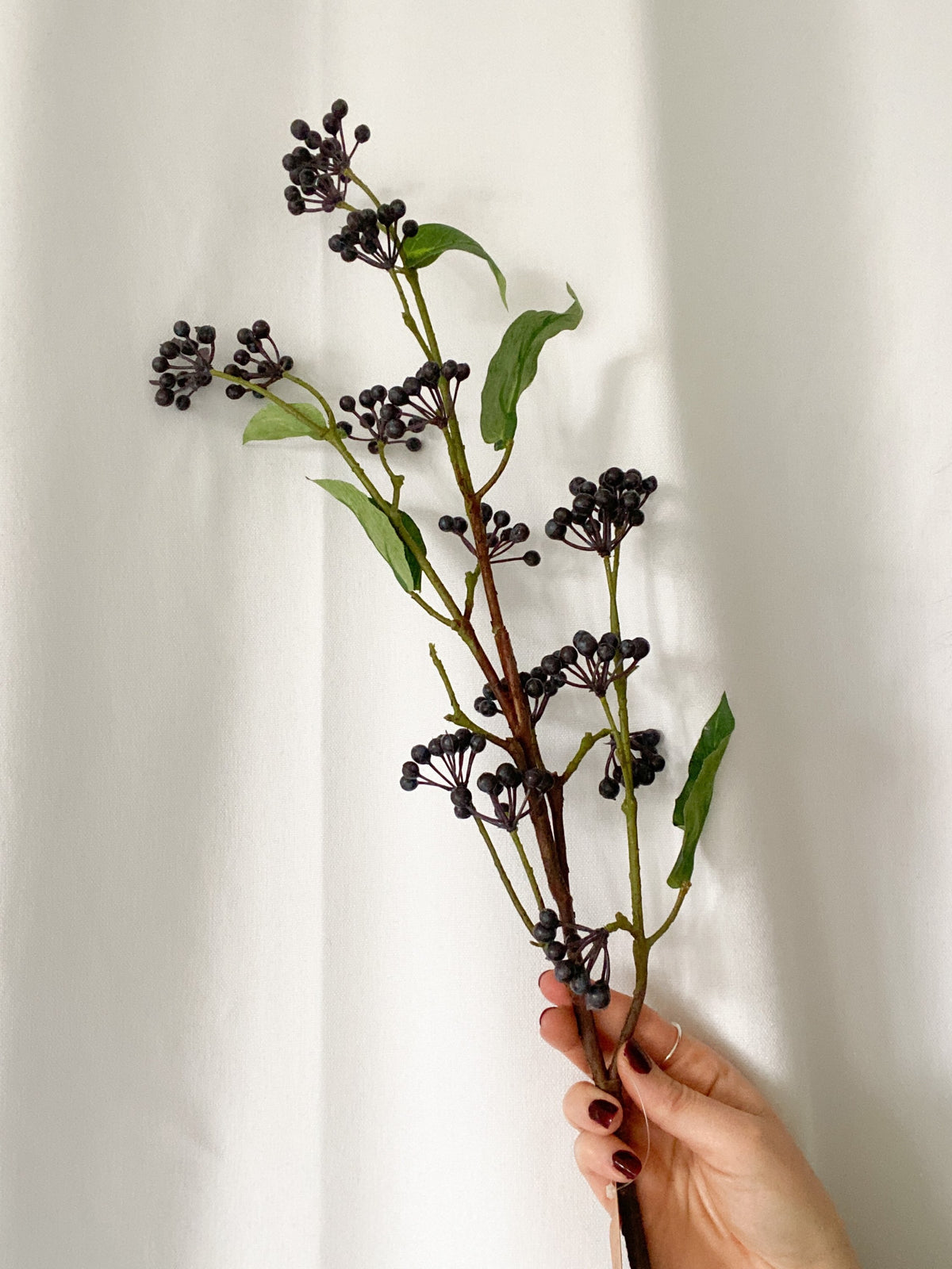Viburnum Berry
