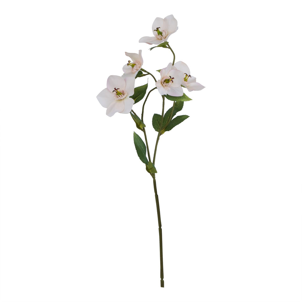 Apricot Hellebore Stem