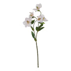 Apricot Hellebore Stem