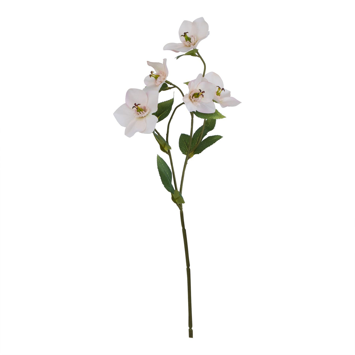 Apricot Hellebore Stem