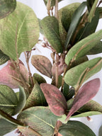 Variegated eucalyptus bunch