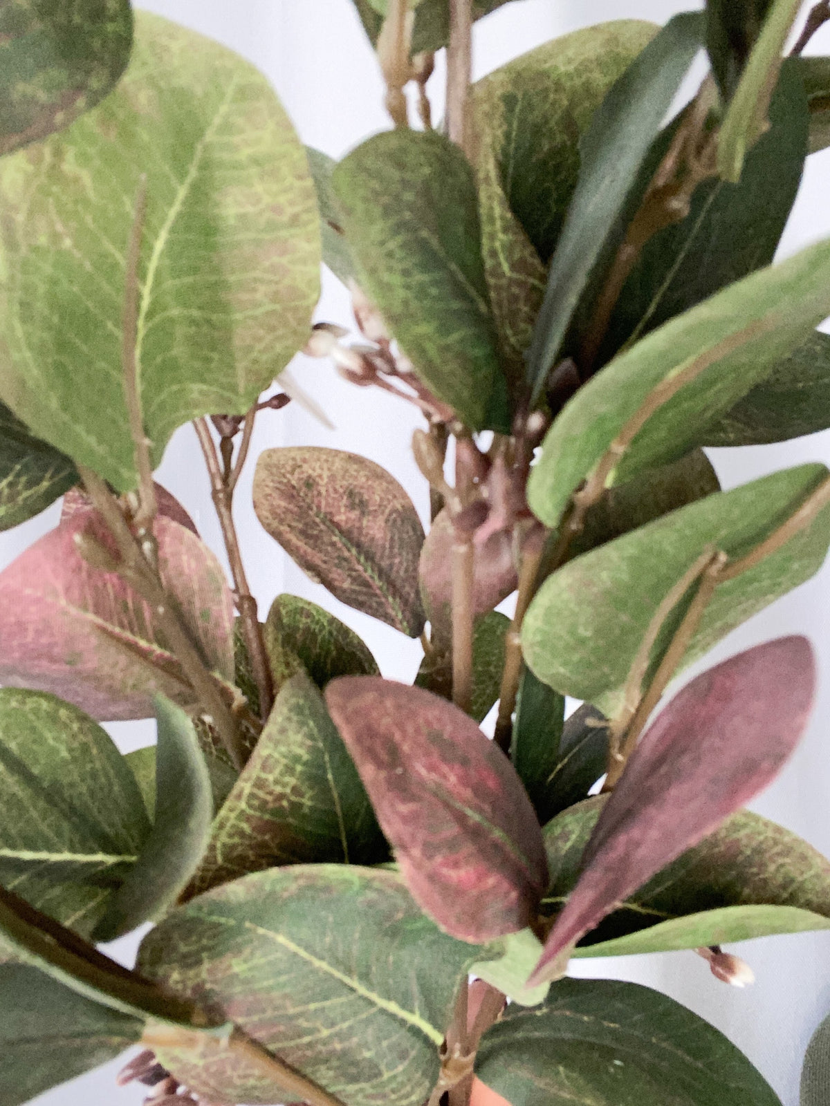 Variegated eucalyptus bunch