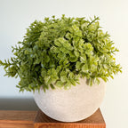 Veronica plant in stone pot