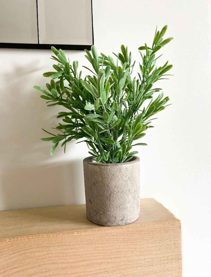 Buxus plant in stone pot