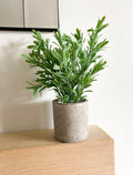 Buxus plant in stone pot