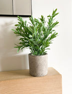 Buxus plant in stone pot