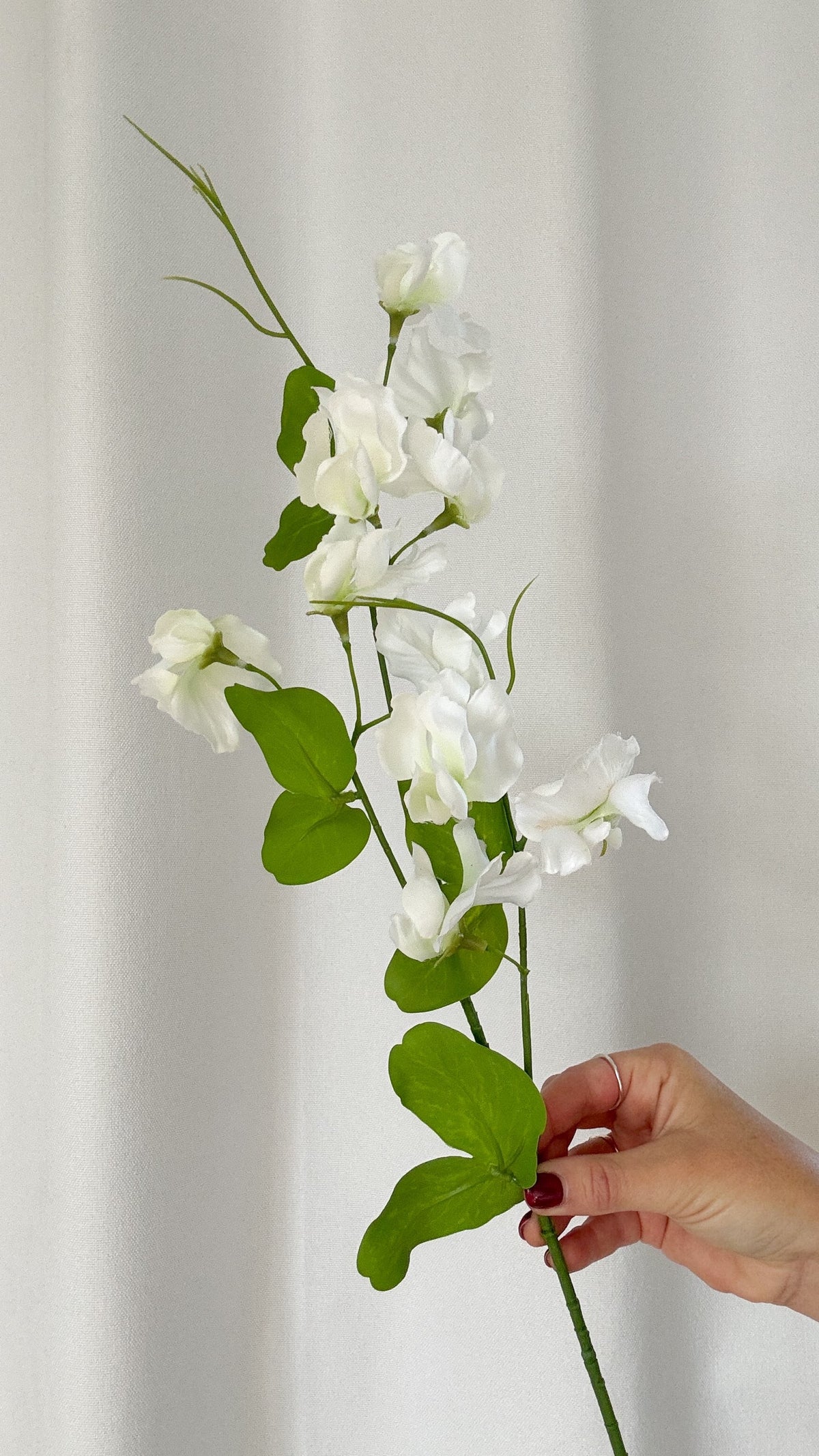 White sweetpea stem