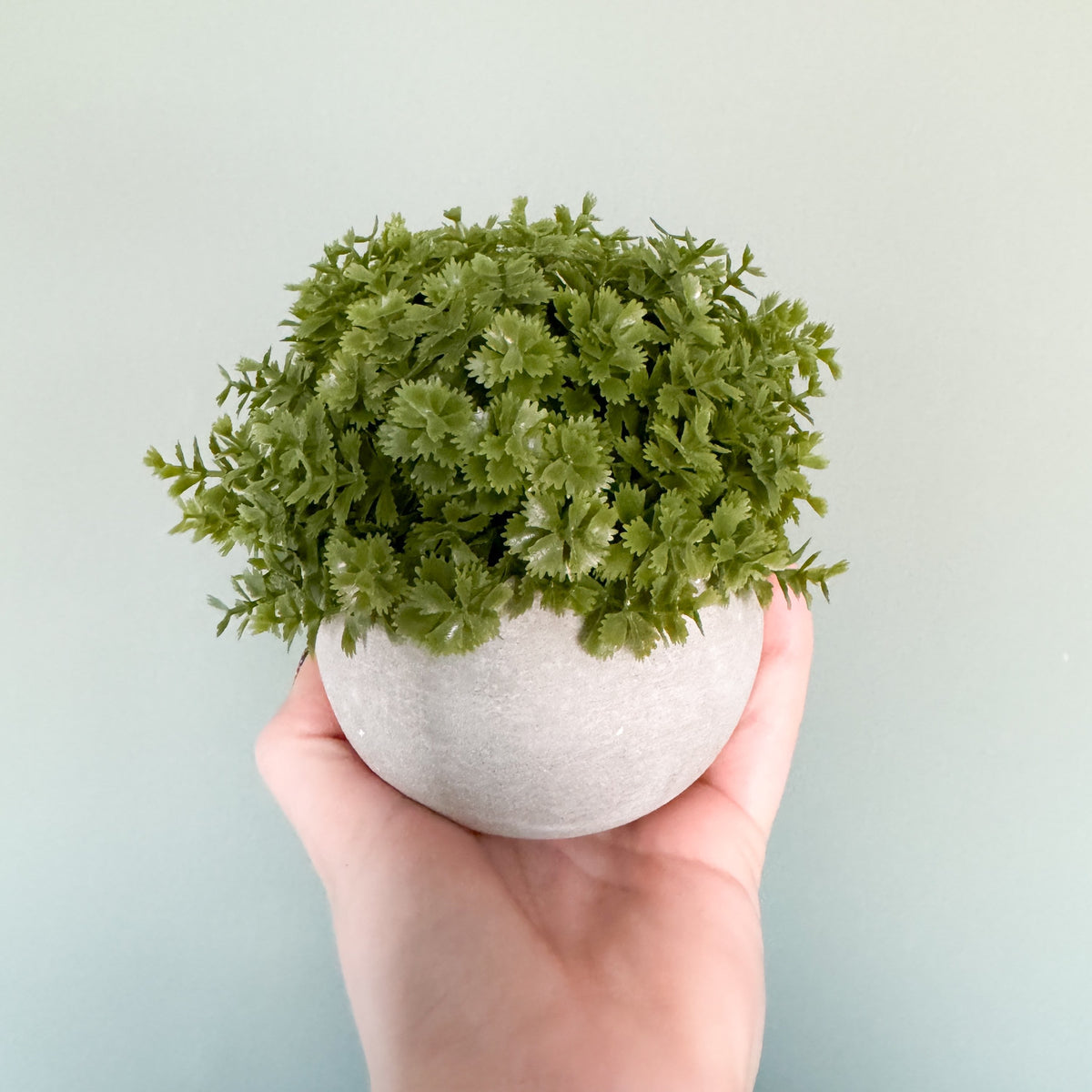 Veronica plant in stone pot