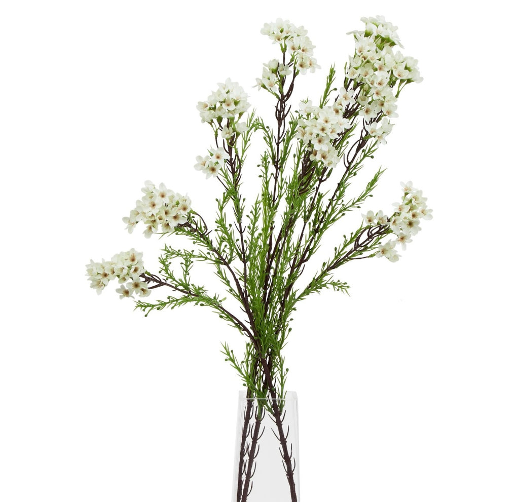 White waxflower stem