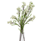 White waxflower stem