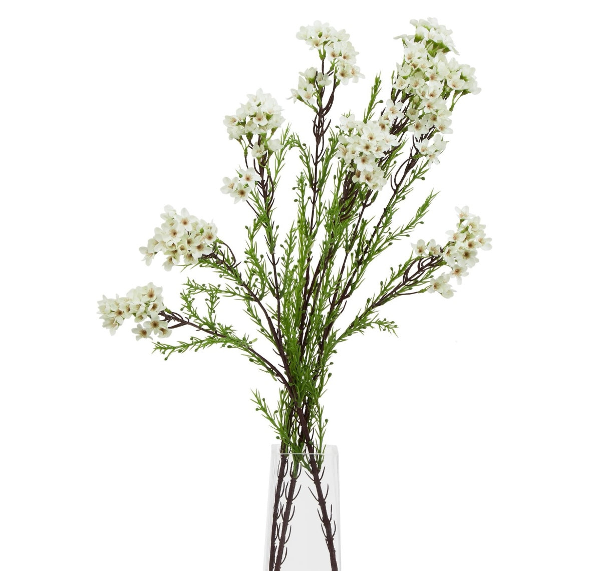 White waxflower stem