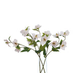 Apricot Hellebore Stem