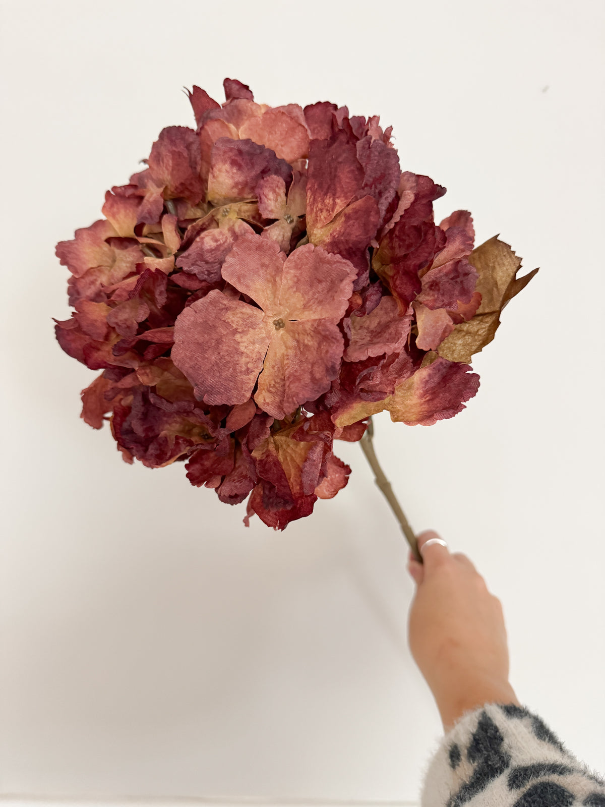 Autumnal Hydrangea stem