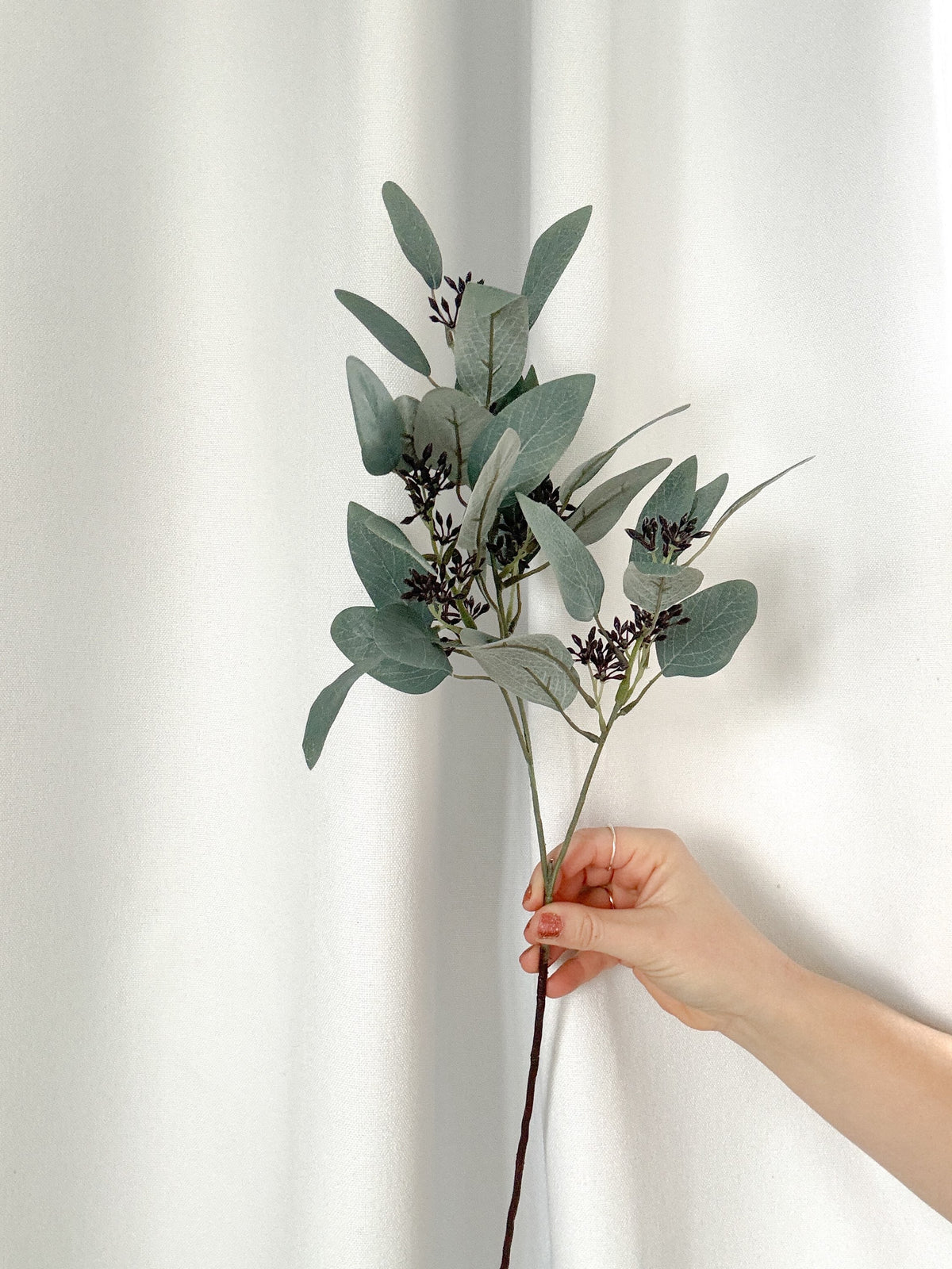 Seeded eucalyptus stem