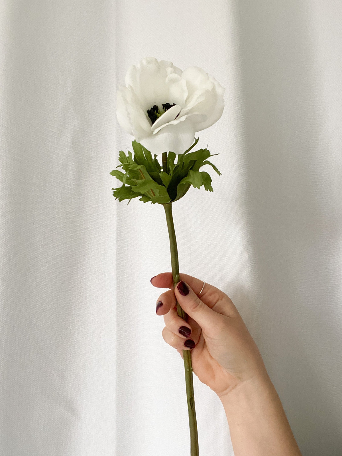 Anemone Stem