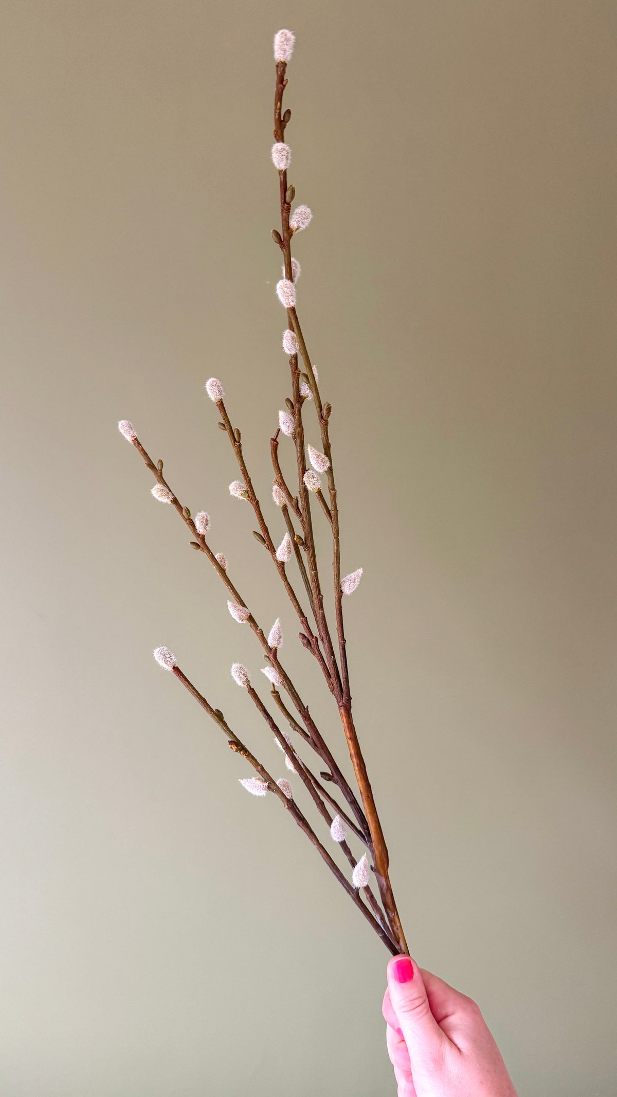 Pussy willow stem 110cm