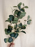Eucalyptus spray with berries