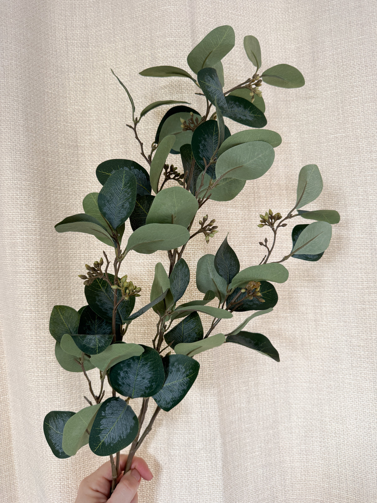 Eucalyptus spray with berries