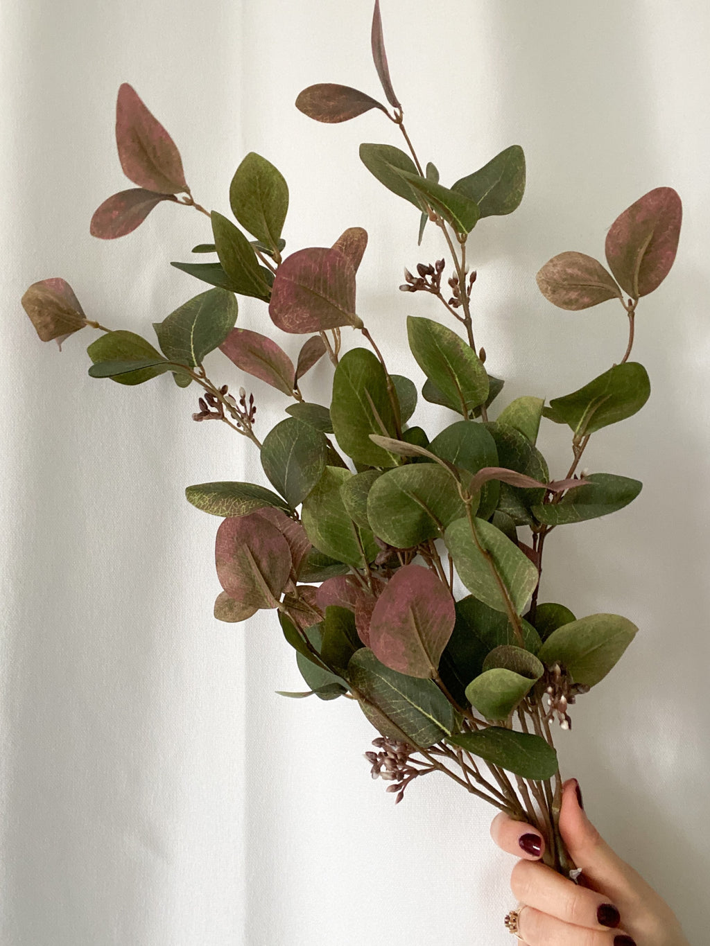 Variegated eucalyptus bunch