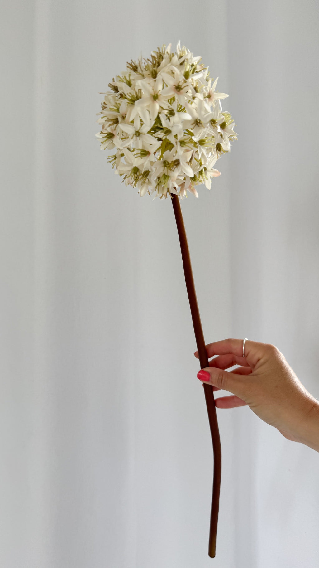 Cream Viburnum stem