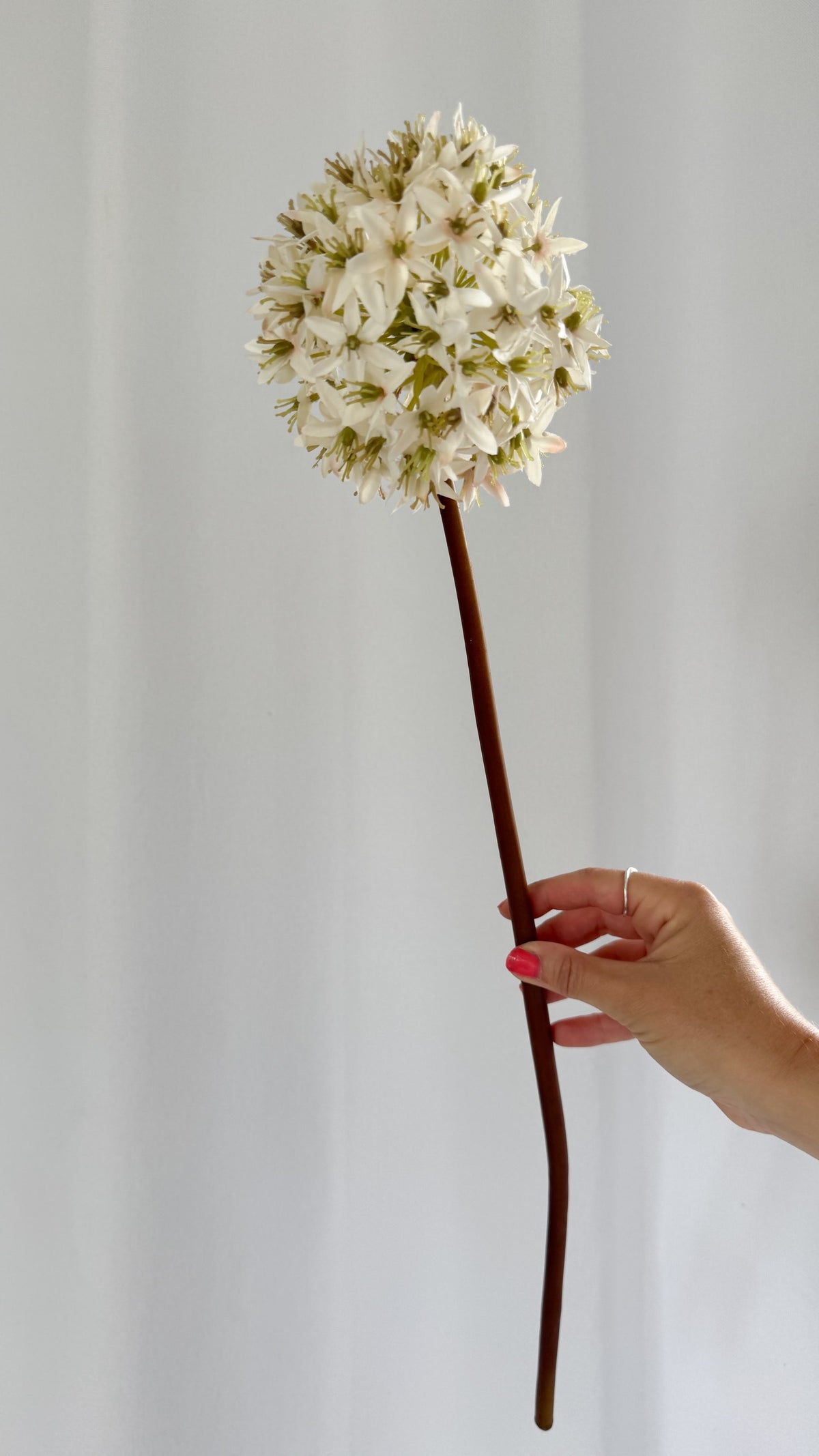 Cream Viburnum stem