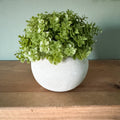 Veronica plant in stone pot