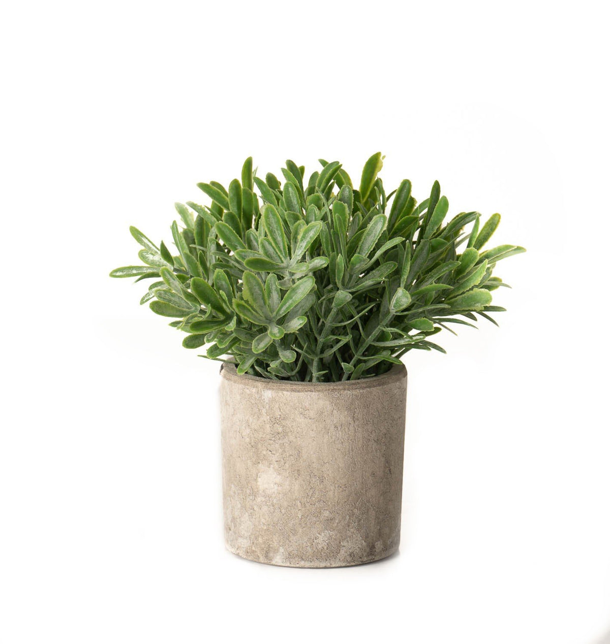 Buxus plant in stone pot