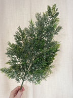 Cedar pine spray