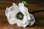 Anemone Stem