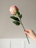 Pale pink hybrid peony bud stem