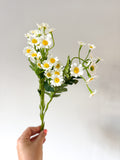 Meadow daisy stem
